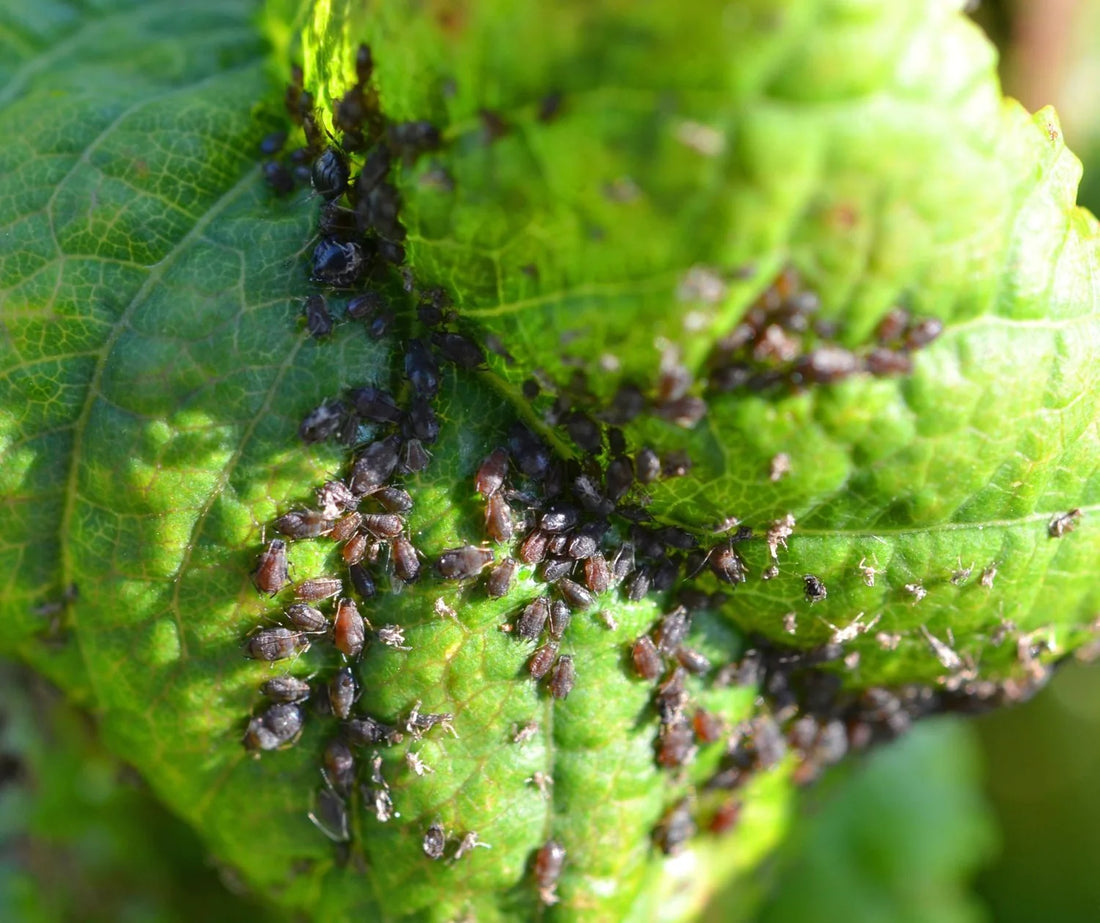 Aphids