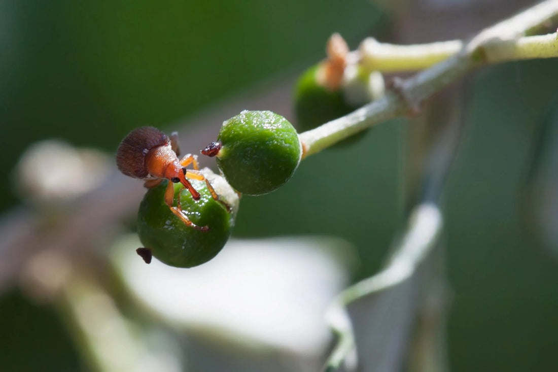 Snout Olive Weevil