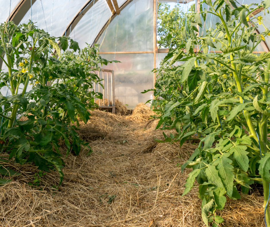 June - Work in the Garden, Orchard, Vineyard, and Olive Grove