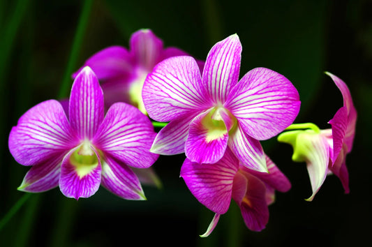 Orchids