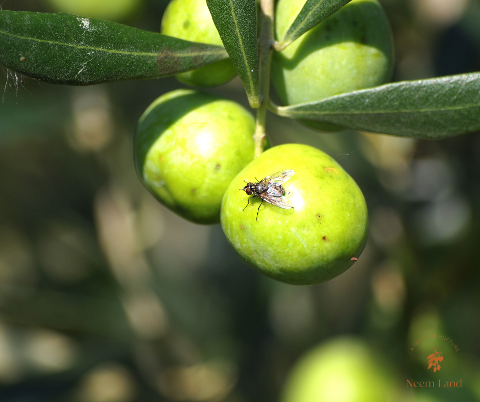 Olive Fruit Fly