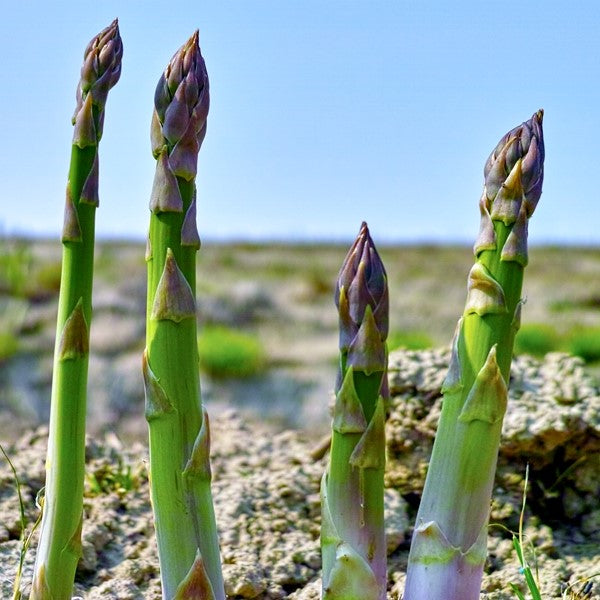 INSTRUCTION FOR USE OF NEEM OIL - ASPARAGUS