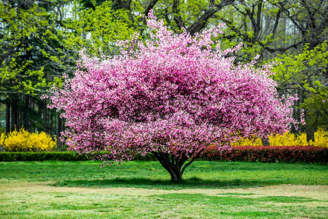 USE OF NEEM OIL - ORNAMENTAL TREES