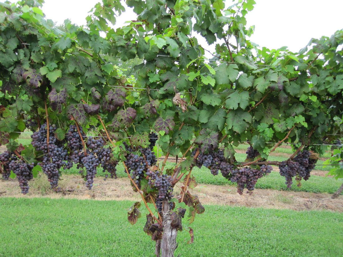 Neem oil in the vineyard