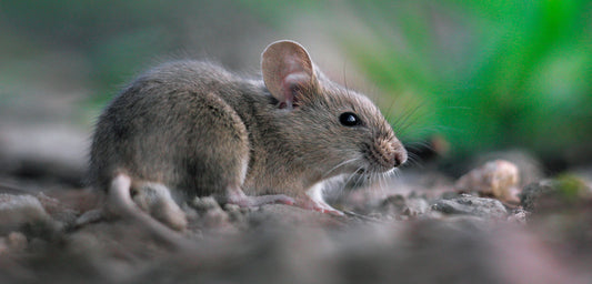 Neem oil vs rodents