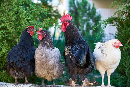 Is Neem oil good for poultry?