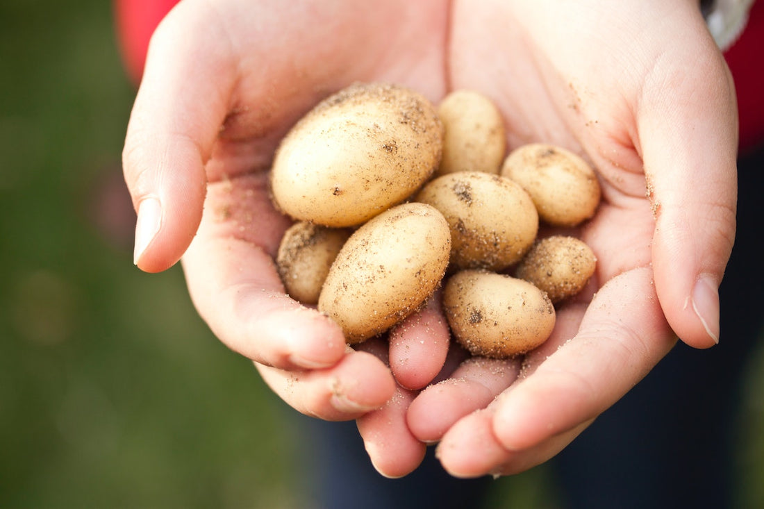 Use Of Neem Oil – Potato