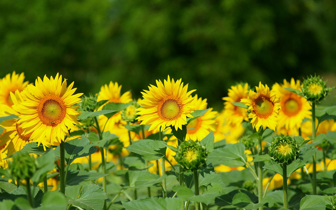 Neem oil and Sunflower