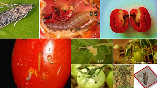 Tuta Absoluta in Tomatoes