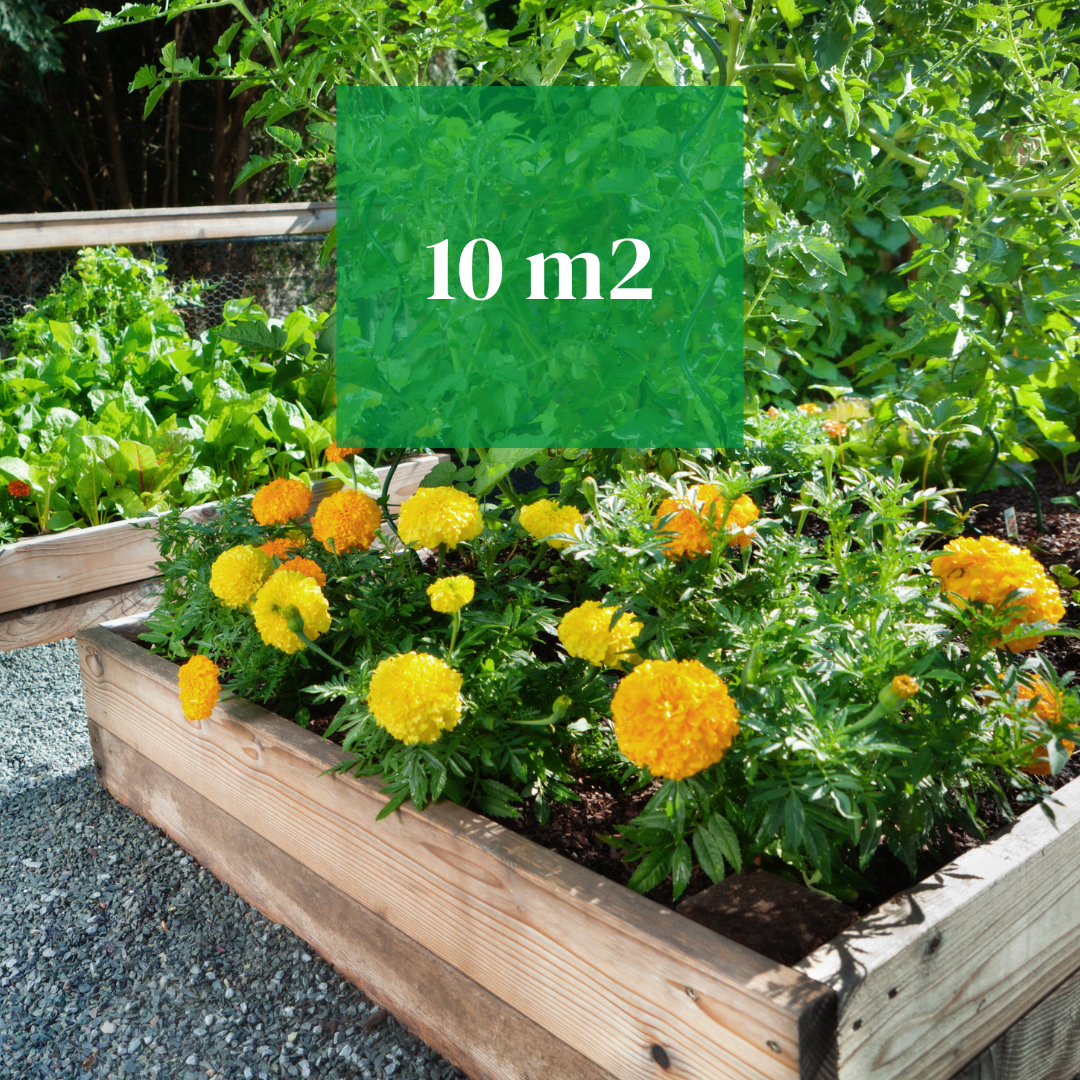 PACKAGE 2: Raised Bed Harmony (up to 10 m²) 🌿 🌿