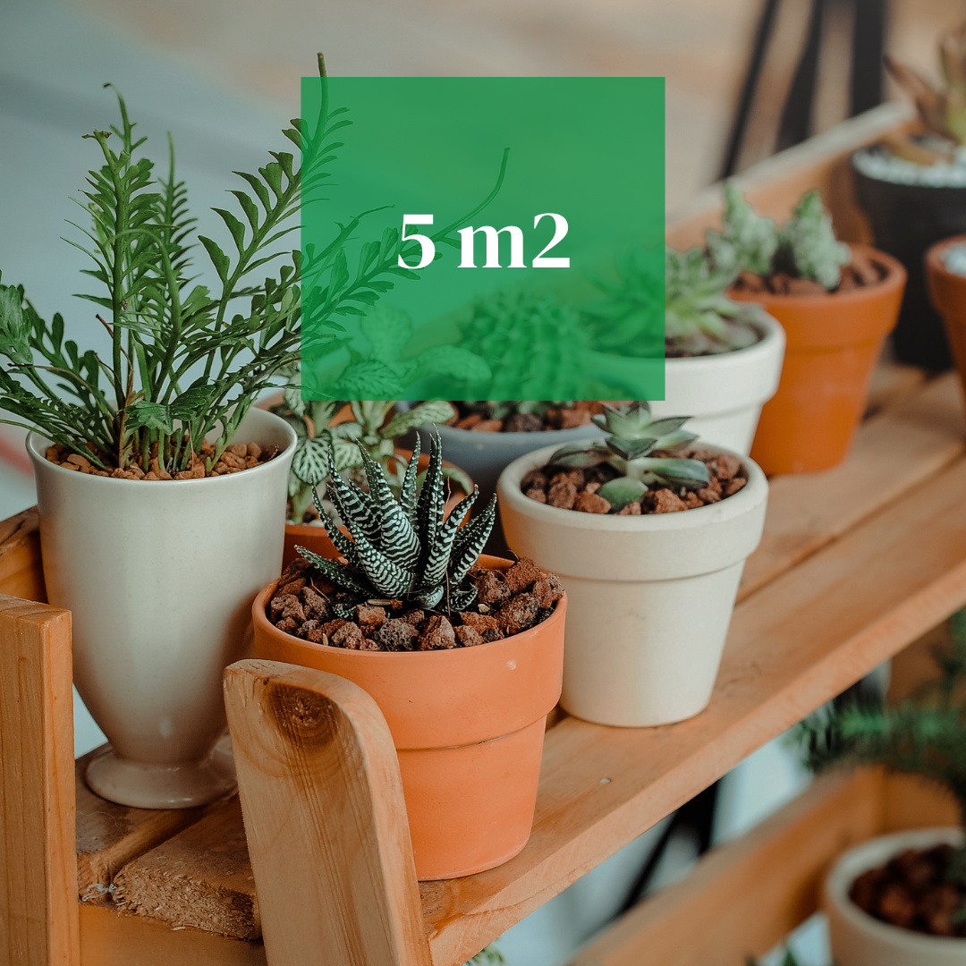 PACKAGE 1: Home Oasis (up to 5 m²) 🌿